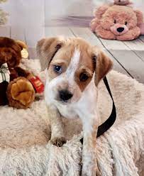 Maybe you would like to learn more about one of these? Adopt Kiki On Petfinder Choosing A Dog Retriever Puppy Service Dogs