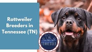 Get this free breed specific training course to have a happy & healthy dog at home. 15 Rottweiler Breeders In Tennessee Tn Rottweiler Puppies For Sale Animalfate