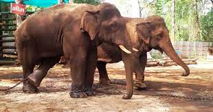Elephants readily show good manners to members within its herd and other herds, according to the san diego zoo. As A Scientific Effort To Map India S Elephants Begins The Answer Lies Partly In Their Poop