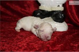 Favorite this post jun 7 australian shepherd puppies left for rehome Hercules Malti Poo Maltipoo Puppy For Sale Near Jacksonville Florida 5f706a32 90d1