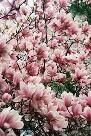 Magnolias Magnolias Trees Pinky Flower Flower Resin Ring Wood Resin Ring Resin Jewelry Smartyleowl Magnolia Trees Flowering Trees Beautiful Flowers