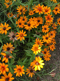 Maybe you would like to learn more about one of these? Orange Flowers Found At A Cemetery In New Jersey Full Sun And Deer Resistant What Are They Plantidentification