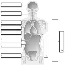 Body Cavities Google Search Biology College Medical Terminology Study Biology Activity