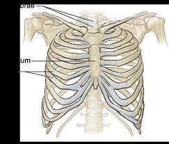 Great learning anatomy model for human torso for kids: Upper Torso Running Anatomy Sports Anatomy