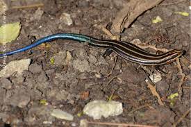 That is why people get alarmed when they see. Five Lined Skink Oklahoma Department Of Wildlife Conservation