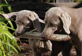 Image result for výmarský krátkosrstý ohař