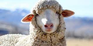 With horns, this breed can hurt itself, the handler, and other sheep. Rambouillet Sheep Size Facts History And Images Petworlds