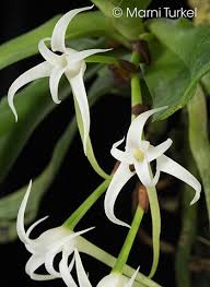 Image result for Cyrtorchis arcuata
