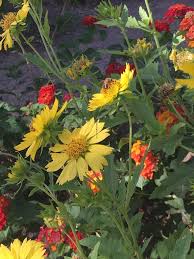Insurance is available through nevada health link to those who don't qualify for medicaid or medicare or don't have employer insurance. Ethel M Chocolates Cactus Garden 2 Cactus Garden Dr Henderson Nevada 89014 Hungryones Com