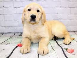 Akc golden retriever puppies available, upstate new york, grandfather is canadian american champion happy acres lone star, champion lines including ha… ten beautiful golden retriever puppies. Golden Retriever Puppies Petland Cicero Ny