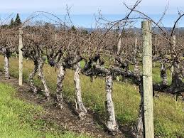 Image result for grape pruning