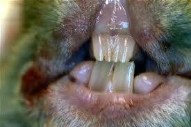 They help take a bite out of food such as when you bite into an apple. Rabbits Rodent Dental Care Veterinary Dentist Dale Kressin Dvm Favd Davdc And Animal Dentistry And Oral Surgery Specialists Llc