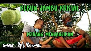 Cara mengatasi jambu kristal busuk : Cara Mengatasi Jambu Kristal Busuk Cara Merawat Jambu Kristal Agar Cepat Berbuah Bagian Ke 2 Youtube Tehnik Agar Membungkus Jambu Kelutuk Hawai Tidak Busuk Dan Berulat Welcome To The Blog