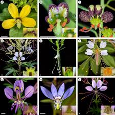 Image result for Cleomaceae