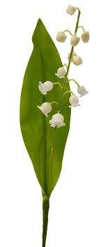 Puis, la coutume s'est étendue, et il était appréciable de fleurir de muguets toute la maison d'une jeune maman afin de porter chance au bébé, ou encore d'offrir un brin de muguet à tous ceux que l'on aimait : Muguet Artificiel 1 Brin Avec Feuillage H 21 Cm Superbe Artificielles Com