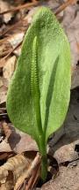 Image result for Ophioglossum thomasii