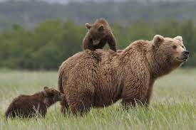 One Mama Bear, Two Cubs, and Three Filmmakers: Disneynature's Bears - The Credits