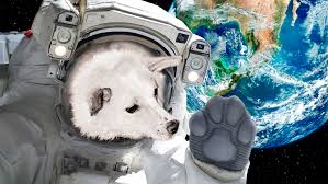 We did not find results for: Dvornyagi Kamikadze Kak Belka I Strelka Sletali V Kosmos I Vernulis Domoj