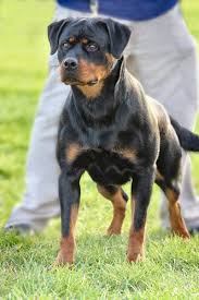 Image result for Rotala gossweileri