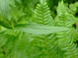 Image result for Oxyanthus strigosus