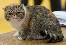 Discover more posts about exotic shorthair. Exotic Shorthair Wikipedia