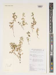 Image result for Crassocephalum bauchiense