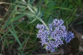 Image result for Haumaniastrum