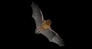 Bats love human homes due to the presence of numerous cracks and crevices. Bats In The Attic Prompt Boys To Create A Better Bat Detector Science News For Students