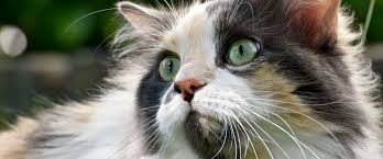 Why Do Male Calico Cats Live Shorter Lives? | State Symbols Usa