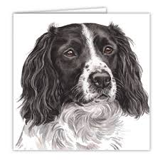 English springer spaniels are known for their splotches and freckles. Waggydogz Black Springer Spaniel Greetings Card Millie S Paws