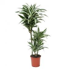 Maybe you would like to learn more about one of these? Dracaena Fragrans Compacta White Jewel Zielony Parapet
