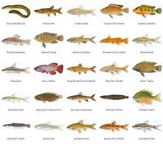 Fresh Water Fish Species Freshwater Fish Aquarium Fish Aquarium Design