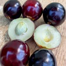 Image result for Euploca katangensis