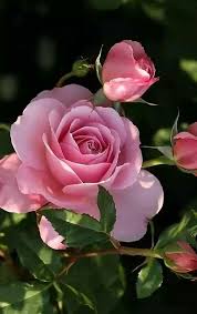A Hint Of Light Pink Flowers Love Flowers Pink Roses