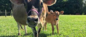 Should I Get A Jersey Cow Farm Fresh For Life Real Food For Health Wellness