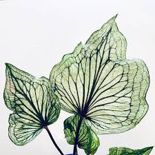 I Know I Shouldn T Have A Favorite But This Caladium Was The First And Its Still The Most Striking For Me Plants House Plants Indoor Caladium