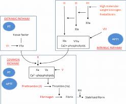 The Classical Coagulation Model Two Pathways Intrinsic And