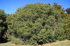 Image result for Olea capensis