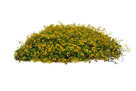Yellow Flower Bed Stock Photo Dsc 0104 Png By Annamae22 Photoshop Landscape Plants Planting Flowers