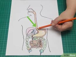Maybe you would like to learn more about one of these? How To Draw A Model Of The Digestive System 15 Steps