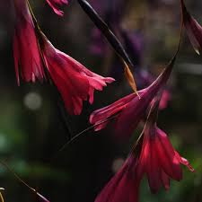 Image result for Dierama formosum/plowesii intermediates
