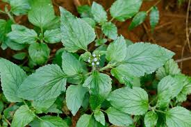 Image result for Ageratum conyzoides