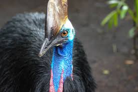 Amphibians, rodents, exotic birds, exotic pets and much more. Cassowary Kills Owner Highlighting The Dangers Of Exotic Pets Earth Com