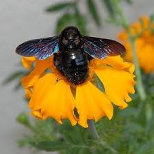 Wilbienen Hummeln Fragen Antworten