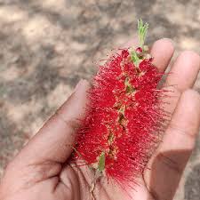 Image result for Myrtaceae