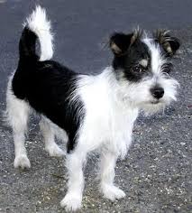 Full Grown Jack Russell Terrier Black And Brown Jack Tzu Information And Pictures Jack Russell Terrier Shih Tzu Hybrid Dogs Hybrid Dogs Shih Tzu Puppy Jack Russell Terrier