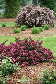 Check spelling or type a new query. Spilled Wine Weigela Florida Plants Spilled Wine Weigela Dream Garden