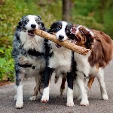 About ohio valley australian shepherds. Aussie Rescue In West Virginia And Virginia Home Facebook