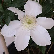 Image result for Clematis costata