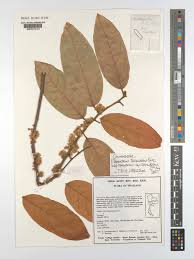 Image result for Ellipanthus